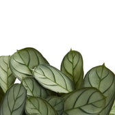 Ctenanthe burle-marxii 'Amagris' leaf detail on white background.