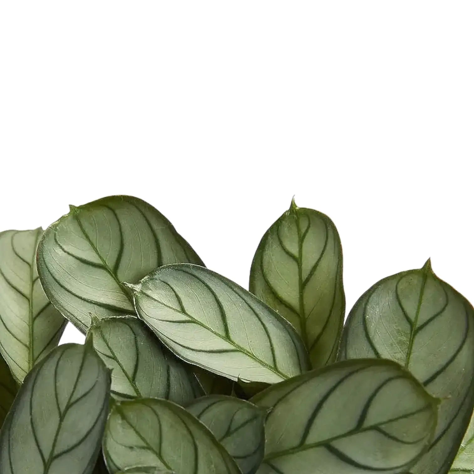 Ctenanthe burle-marxii 'Amagris' leaf detail on white background.