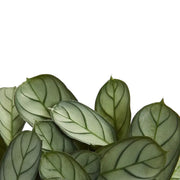 Ctenanthe burle-marxii 'Amagris' leaf detail on white background.