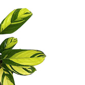 Ctenanthe lubbersiana 'Golden Mosaic' leaf detail on white background.