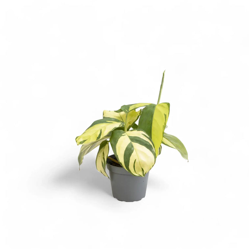 Ctenanthe lubbersiana 'Golden Mosaic' potted plant in nursery pot on white background.