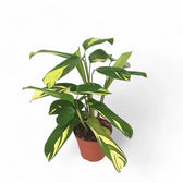 Ctenanthe lubbersiana 'Golden Mosaic' potted plant in nursery pot on white background.