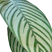 Ctenanthe oppenheimiana close-up of leaf on white background.