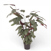 Ctenanthe oppenheimiana potted plant in nursery pot on white background.