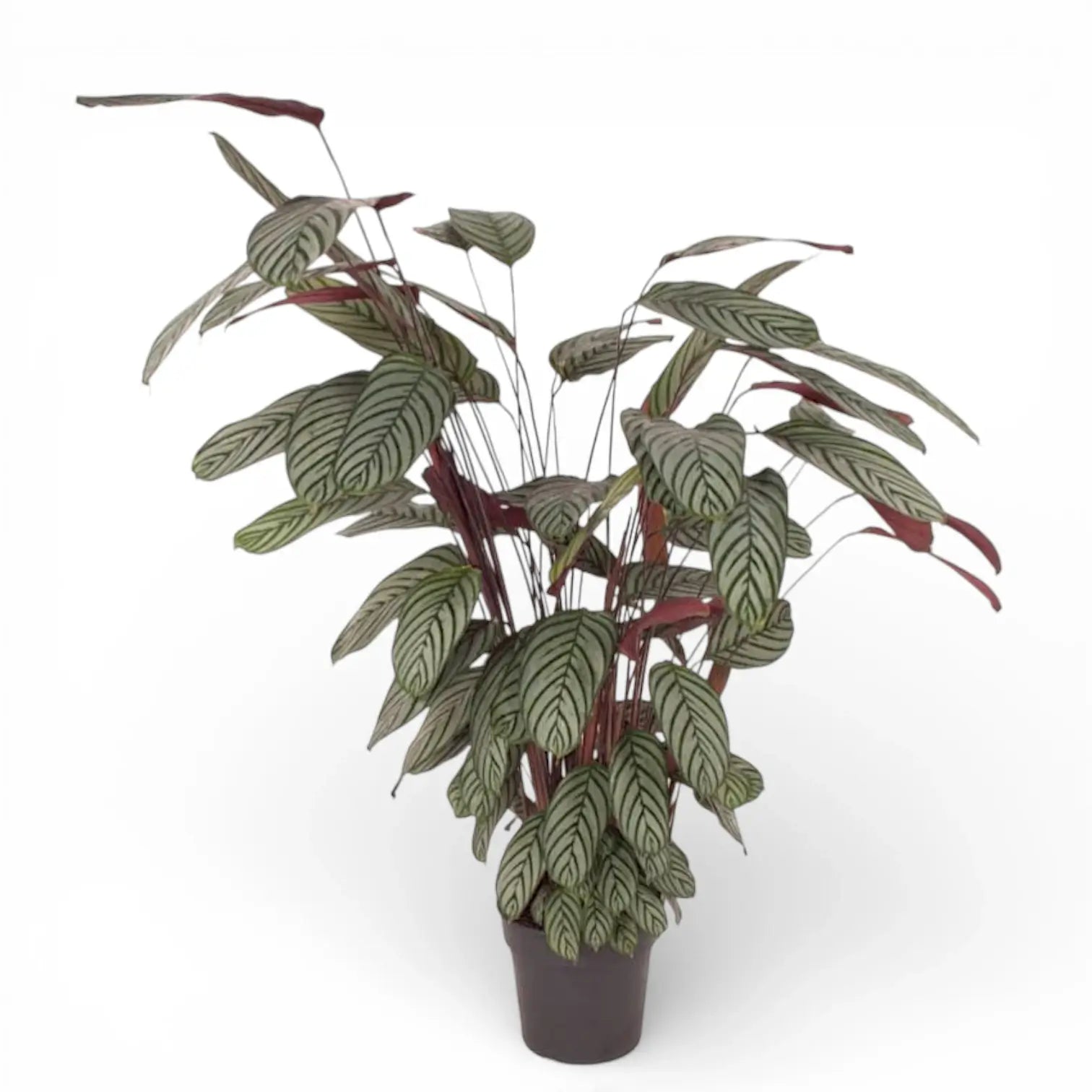 Ctenanthe oppenheimiana potted plant in nursery pot on white background.