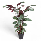 Ctenanthe oppenheimiana potted plant in nursery pot on white background.