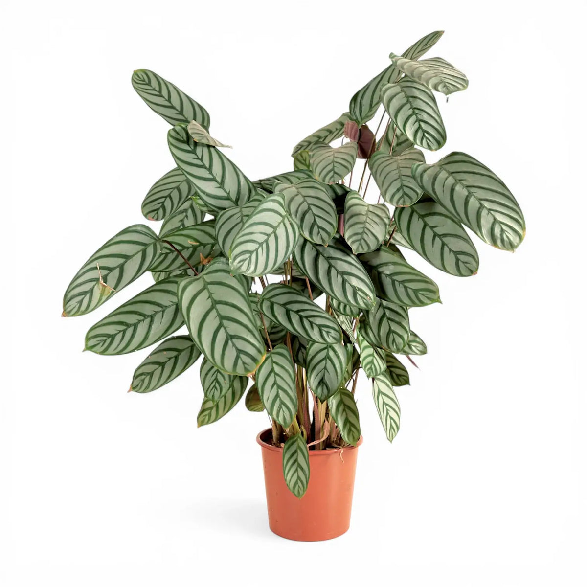 calathea gelbe punkte Ctenanthe setosa 'Compactstar' – Foliage Factory