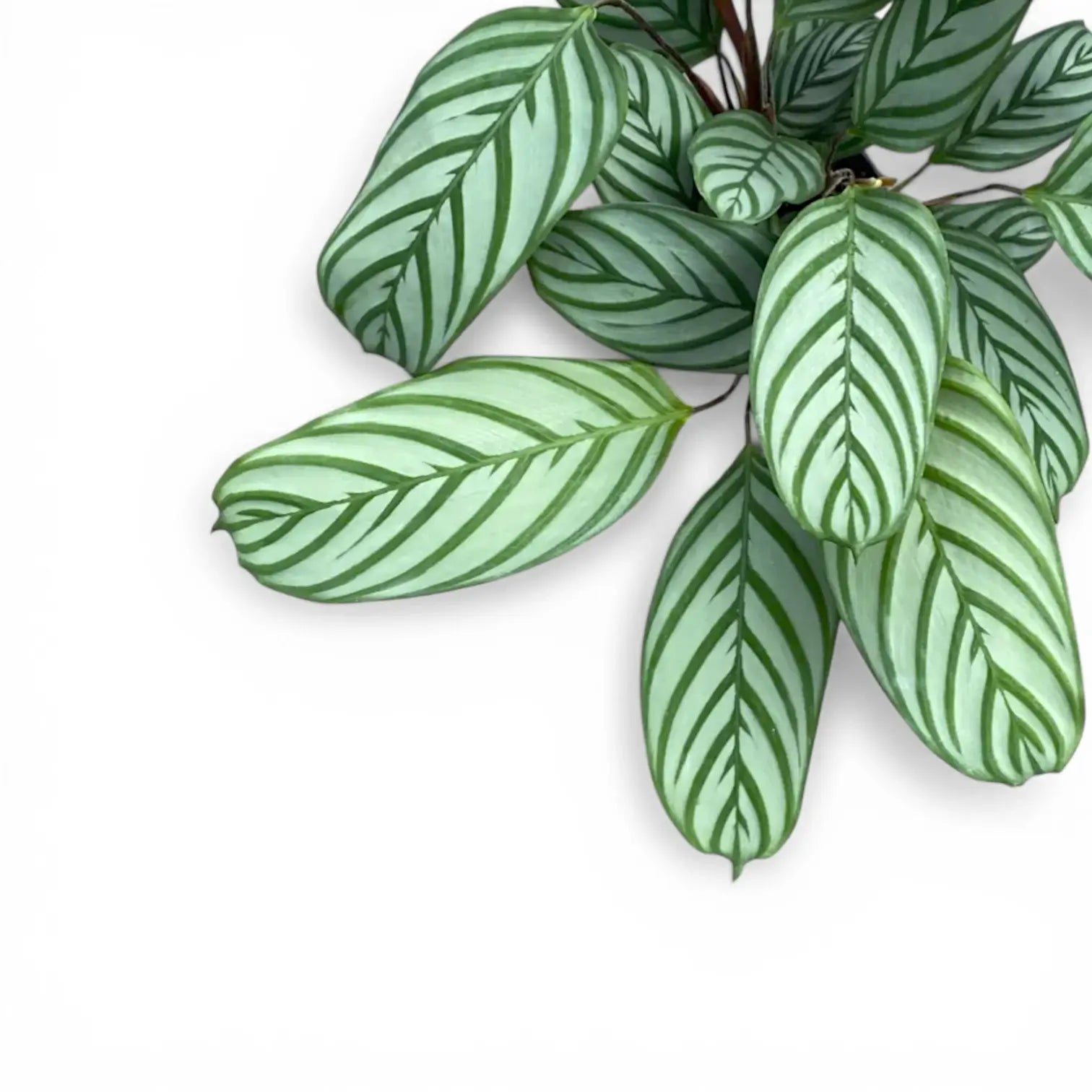 Ctenanthe setosa 'Compactstar' als Topfpflanze im Kulturtopf vor weißem Hintergrund.