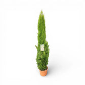 Cupressus sempervirens 'Totem' – Nahaufnahme.