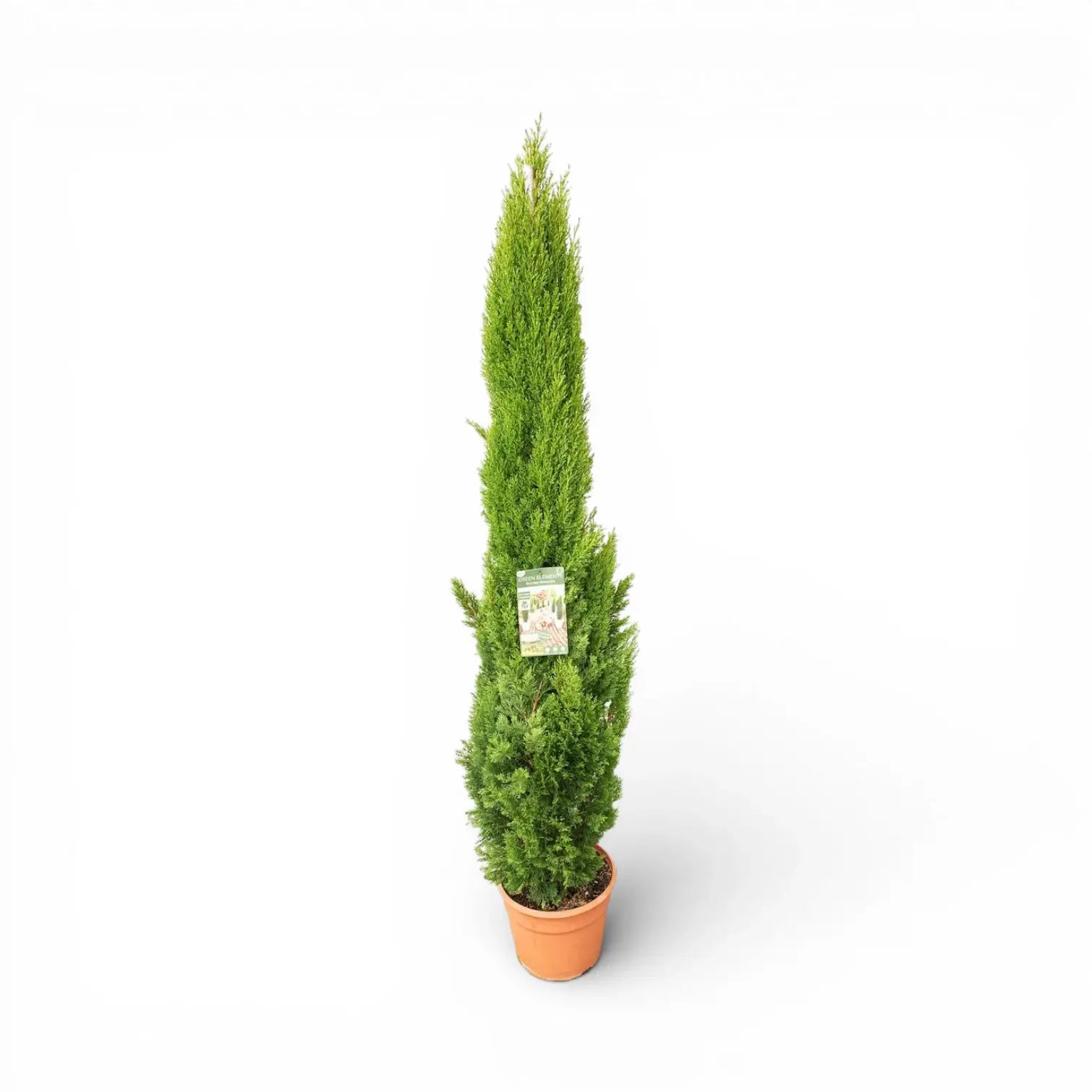 Cupressus sempervirens 'Totem' – Nahaufnahme.