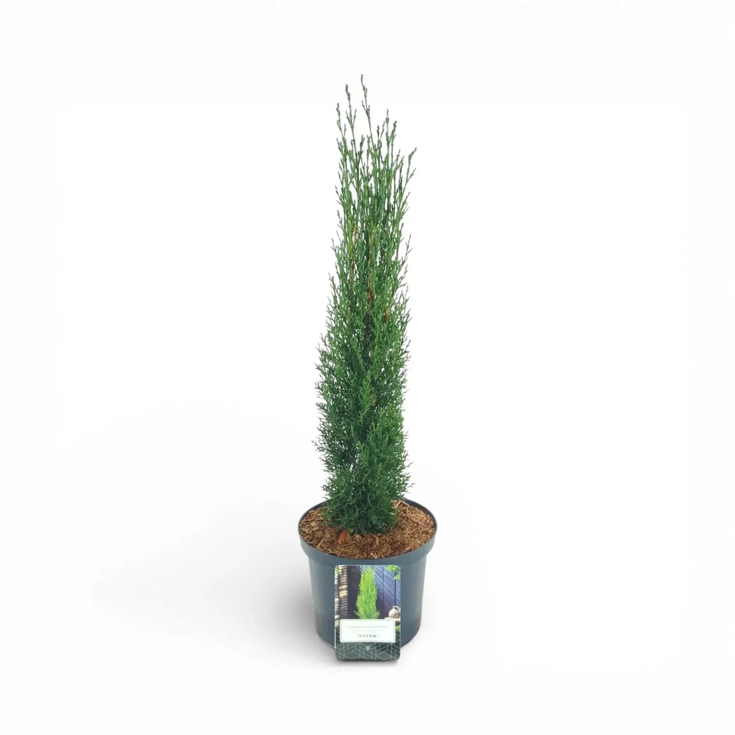 Cupressus sempervirens 'Totem' – Detailaufnahme der Pflanze.
