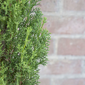 Cupressus sempervirens 'Totem' – Detailaufnahme der Pflanze.