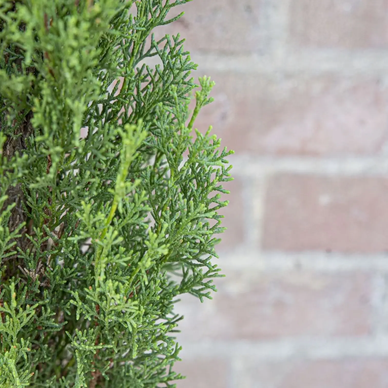 Cupressus sempervirens 'Totem' – Detailaufnahme der Pflanze.