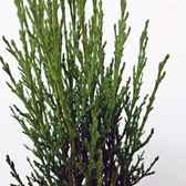 Cupressus sempervirens 'Totem' – Detailaufnahme der Pflanze.