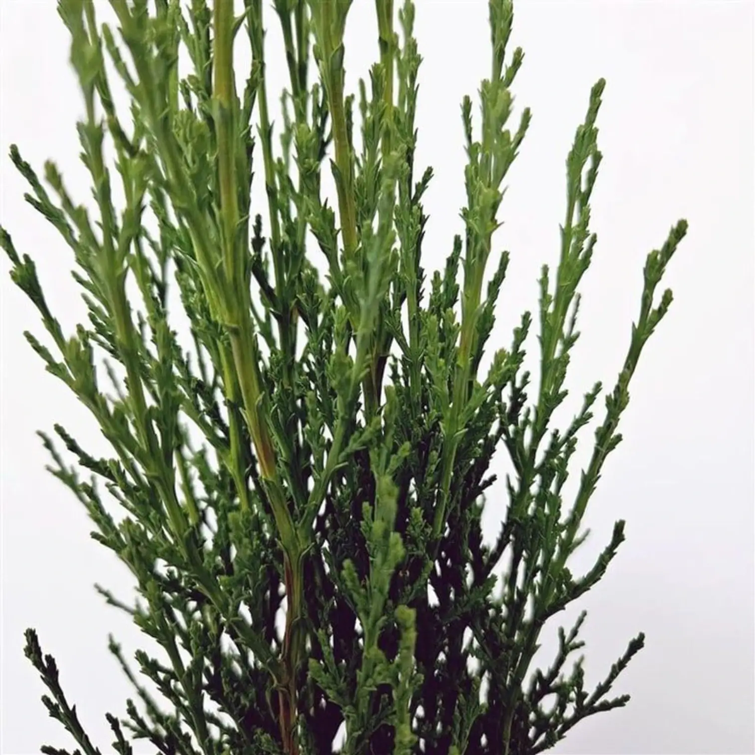 Cupressus sempervirens 'Totem' – Detailaufnahme der Pflanze.