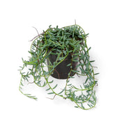 Curio hallianus potted plant in nursery pot on white background.