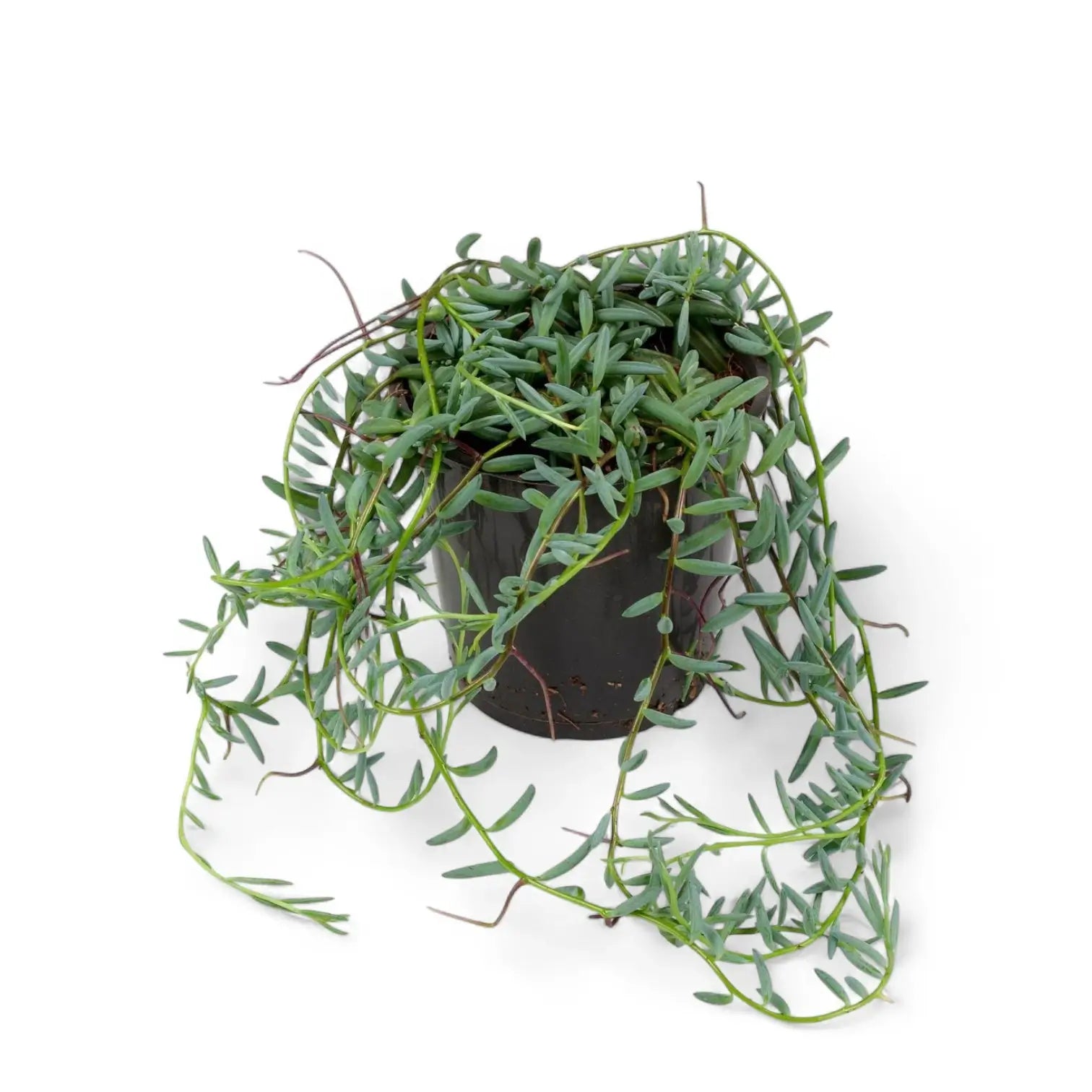 Curio hallianus potted plant in nursery pot on white background.