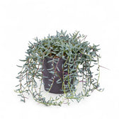 Curio hallianus potted plant in nursery pot on white background.