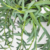 Curio hallianus potted plant in nursery pot on white background.