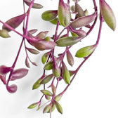 Curio herreianus 'Purple flush' close-up of leaf on white background.