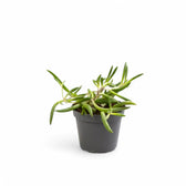 Curio herreianus 'Purple flush' potted plant in nursery pot on white background.
