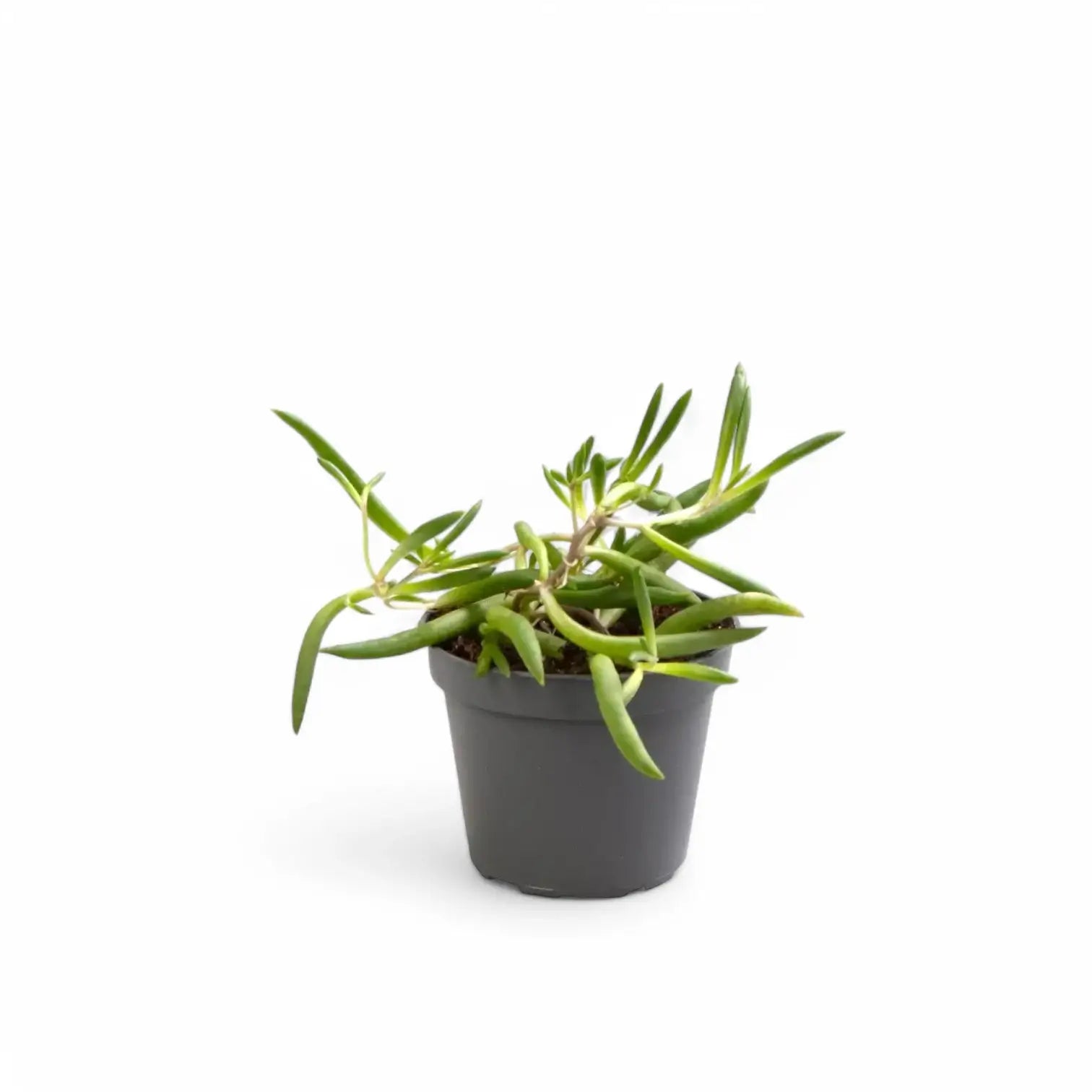 Curio herreianus 'Purple flush' potted plant in nursery pot on white background.