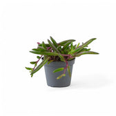 Curio herreianus 'Purple flush' potted plant in nursery pot on white background.