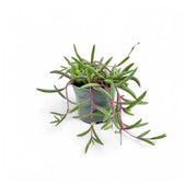 Curio herreianus 'Purple flush' potted plant in nursery pot on white background.
