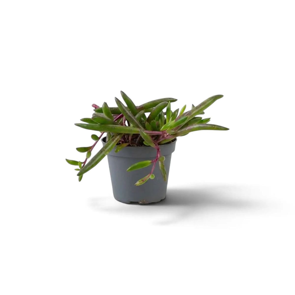 Young Curio herreanus 'Purple Flush' in a grey pot with fleshy green leaves and reddish stems