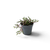 Potted Curio herreanus 'Purple Flush' with trailing purple stems draped down one side