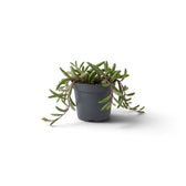 Small Curio herreanus 'Purple Flush' in a grey pot, with fleshy-leaved stems trailing down both sides