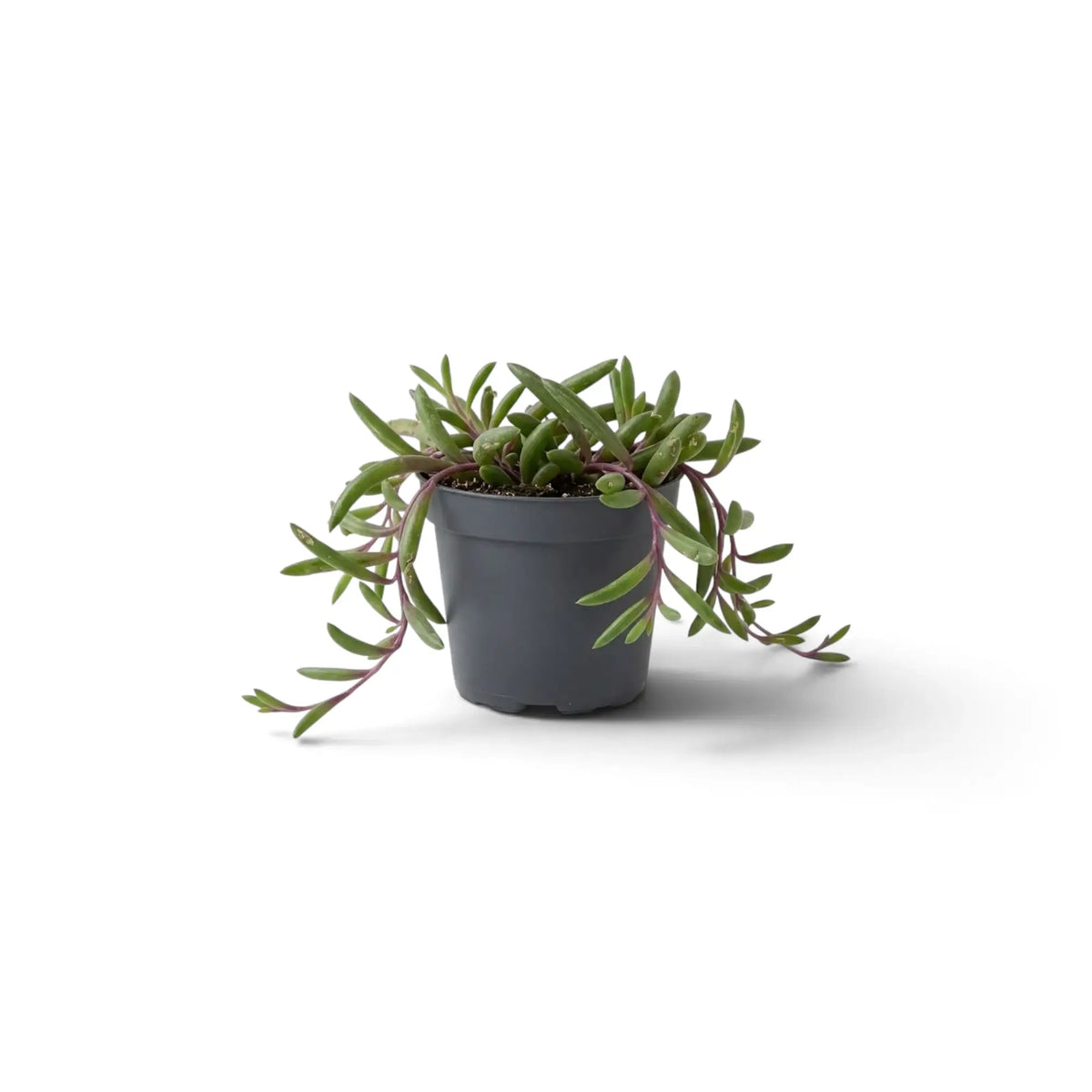 Small Curio herreanus 'Purple Flush' in a grey pot, with fleshy-leaved stems trailing down both sides
