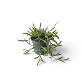 Curio herreanus 'Purple Flush' in a grey pot with green leaves and reddish-purple trailing shoots