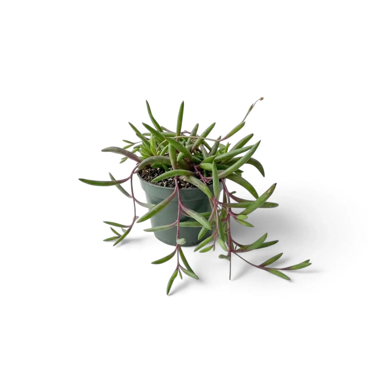 Curio herreanus 'Purple Flush' in a grey pot with green leaves and reddish-purple trailing shoots