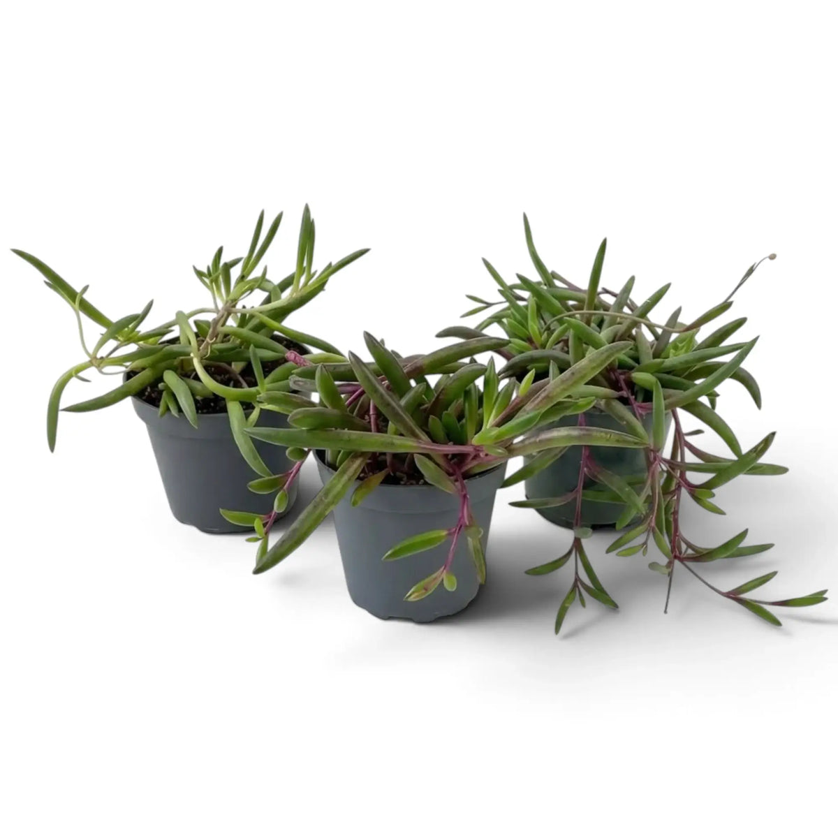 Two young Curio herreanus 'Purple Flush' plants in grey pots with cascading slender stems
