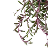 Curio herreanus 'Purple Flush' with long purple trailing stems and narrow green succulent leaves