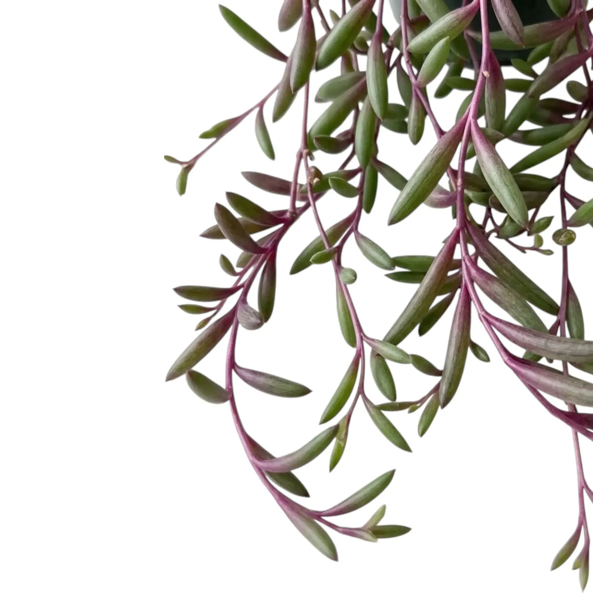 Curio herreanus 'Purple Flush' with long purple trailing stems and narrow green succulent leaves