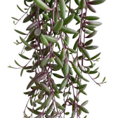 Dense hanging Curio herreanus 'Purple Flush' stems covered with narrow green succulent leaves
