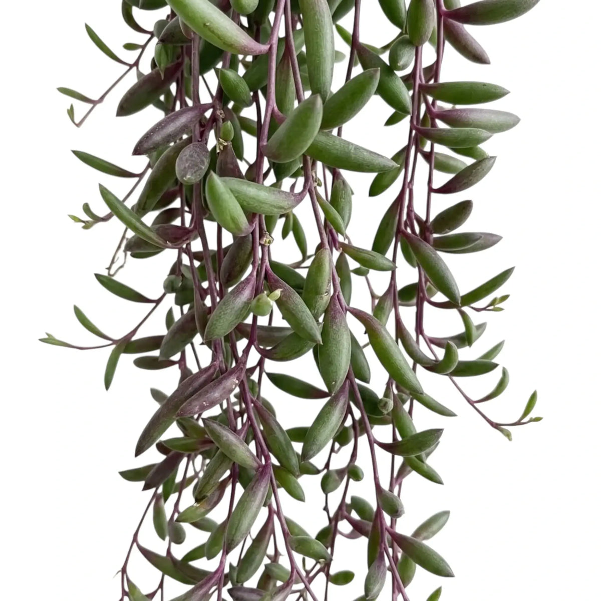 Dense hanging Curio herreanus 'Purple Flush' stems covered with narrow green succulent leaves