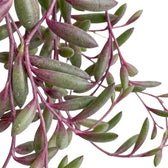 Close-up of Curio herreanus 'Purple Flush' with fleshy green leaves flushed pink-purple