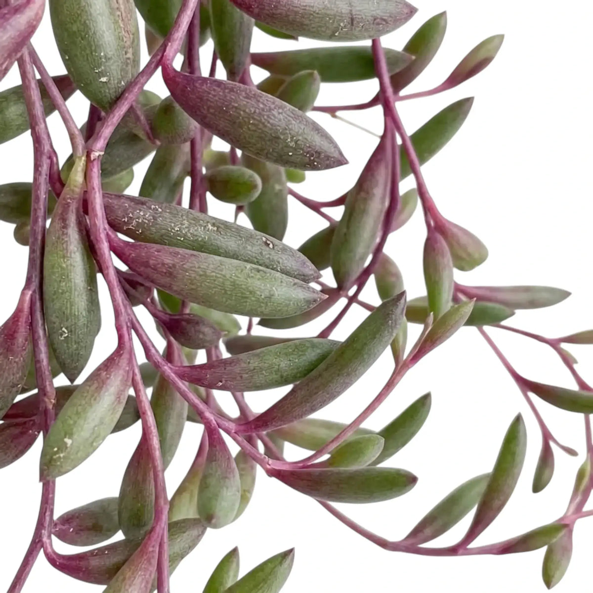 Close-up of Curio herreanus 'Purple Flush' with fleshy green leaves flushed pink-purple