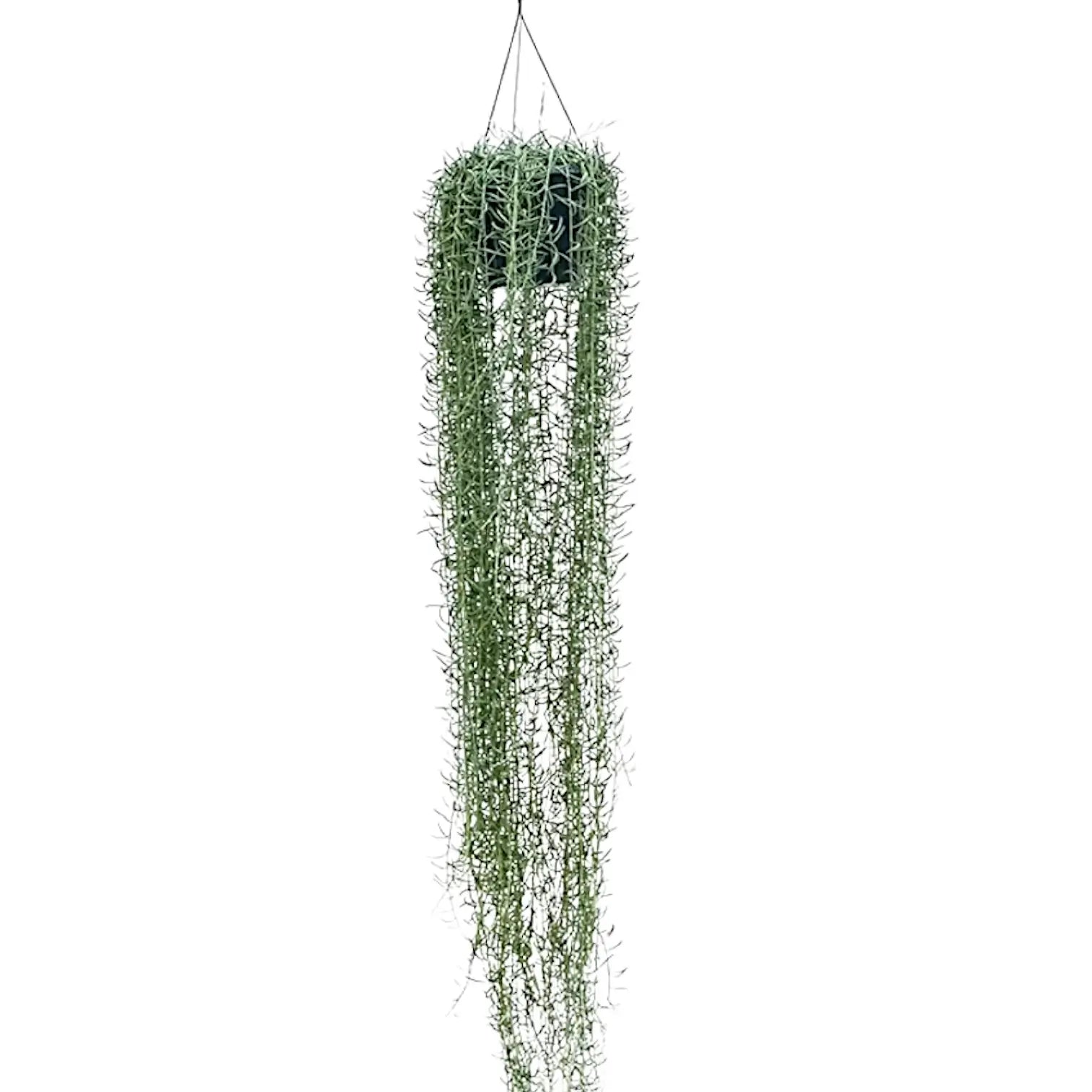 Curio radicans 'Blue Pickle' potted plant in nursery pot on white background.