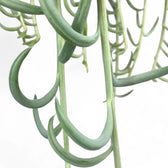 Curio radicans 'Blue Pickle' potted plant in nursery pot on white background.