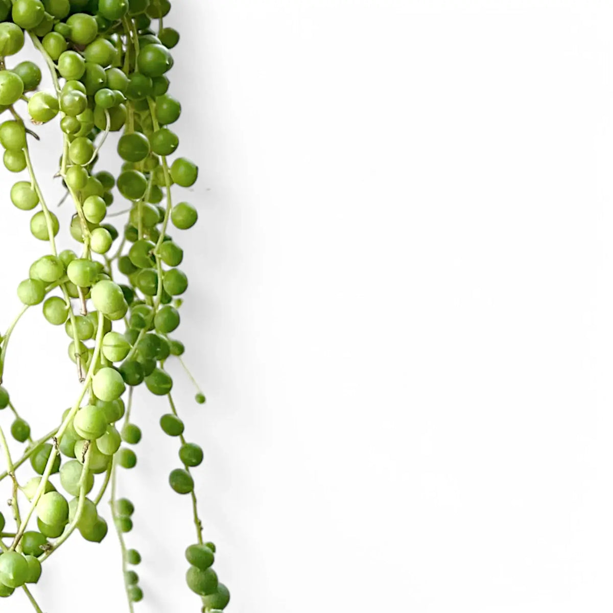 hanging string of pearls succulent Curio rowleyanus