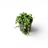 Curio rowleyanus, also Senecio rowleyanus, String of pearls baby plant in a nursery pot.