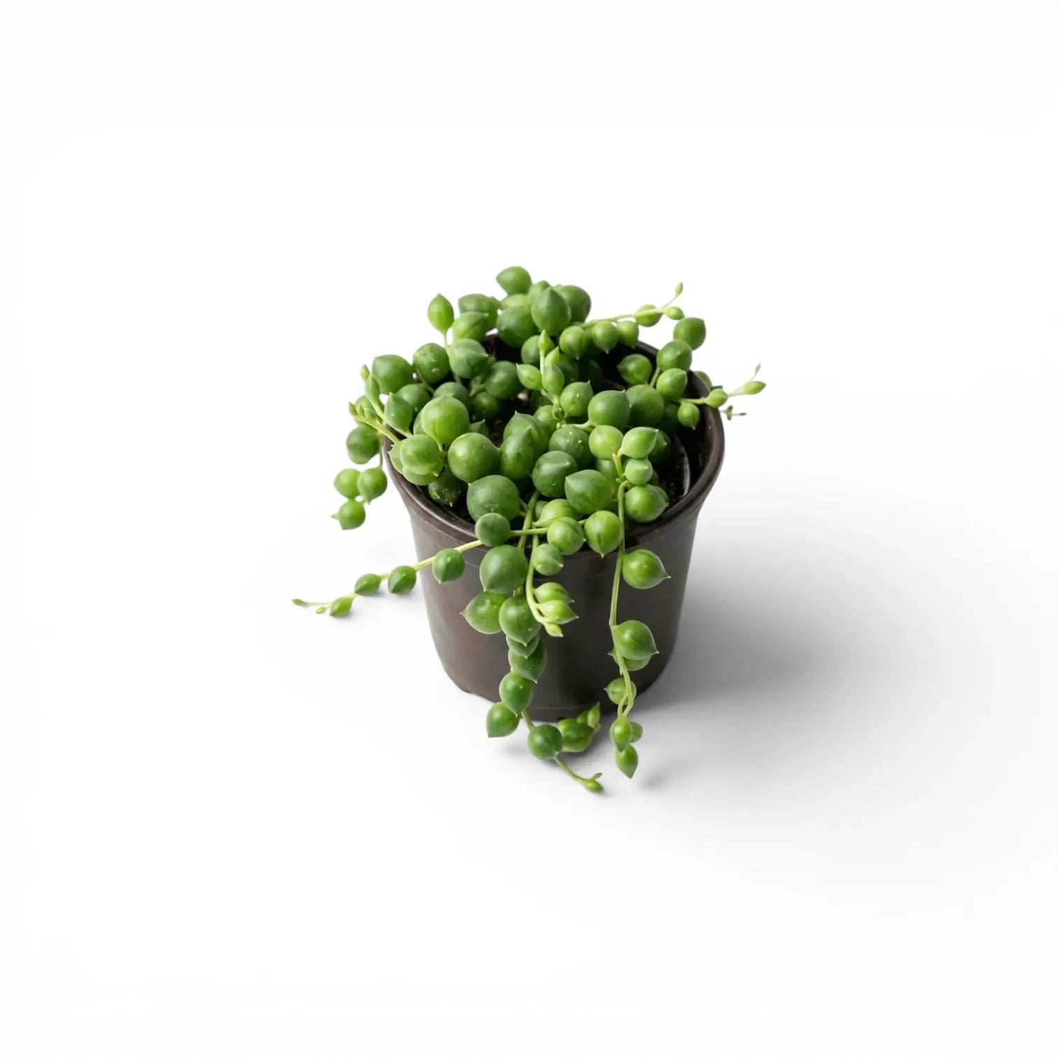 Curio rowleyanus, also Senecio rowleyanus, String of pearls baby plant in a nursery pot.