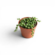 Curio rowleyanus, also Senecio rowleyanus, String of pearls baby plant in a nursery pot.