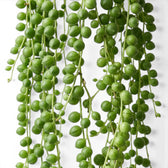 Curio rowleyanus, also Senecio rowleyanus, String of pearls foliage close-up with pearl-like leaves.