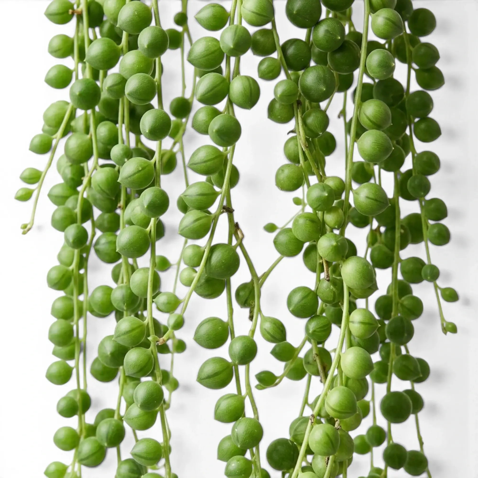 Curio rowleyanus, also Senecio rowleyanus, String of pearls foliage close-up with pearl-like leaves.