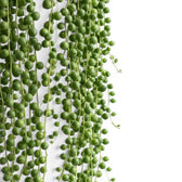 Curio rowleyanus, also Senecio rowleyanus, String of pearls foliage close-up with pearl-like leaves.